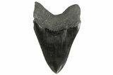 Serrated, Fossil Megalodon Tooth - South Carolina #186048-2